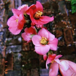 Meet your Posher, Sierra